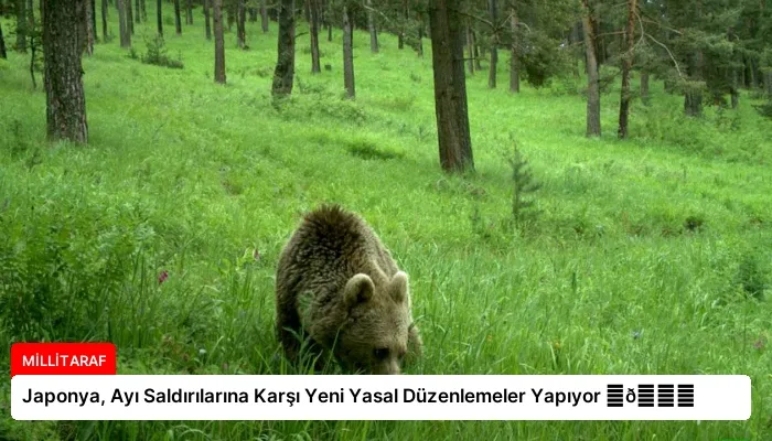 Japonya, Ayı Saldırılarına Karşı Yeni Yasal Düzenlemeler Yapıyor ⏬👇