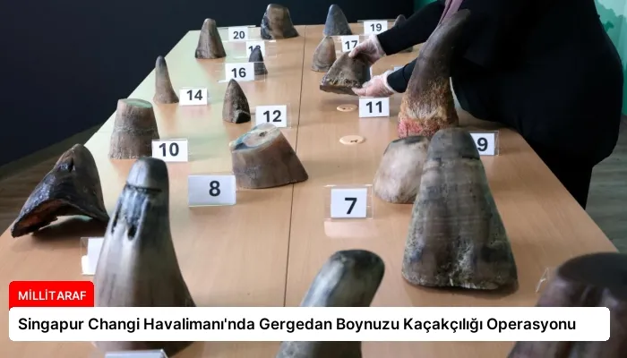 Singapur Changi Havalimanı’nda Gergedan Boynuzu Kaçakçılığı Operasyonu