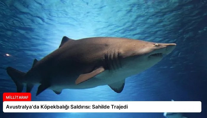 Avustralya’da Köpekbalığı Saldırısı: Sahilde Trajedi