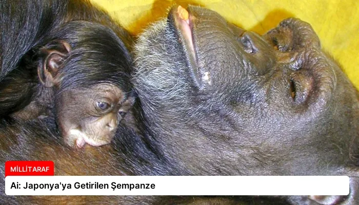 Ai: Japonya’ya Getirilen Şempanze