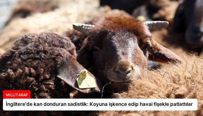 İngiltere’de kan donduran sadistlik: Koyuna işkence edip havai fişekle patlattılar