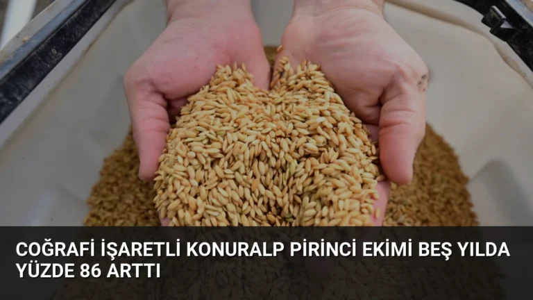 Coğrafi İşaretli Konuralp Pirinci Ekimi Beş Yılda Yüzde 86 Arttı
