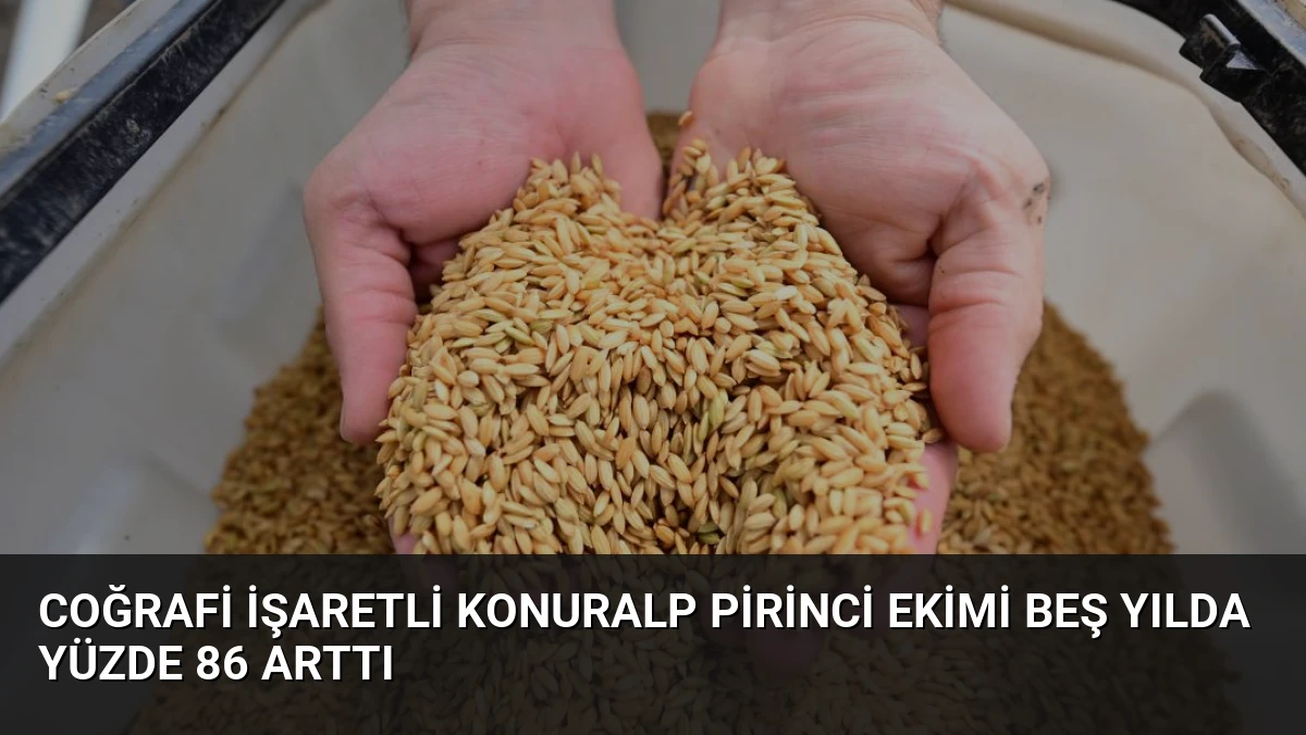 Coğrafi İşaretli Konuralp Pirinci Ekimi Beş Yılda Yüzde 86 Arttı