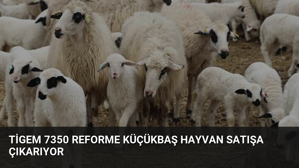 TİGEM 7350 Reforme Küçükbaş Hayvan Satışa Çıkarıyor