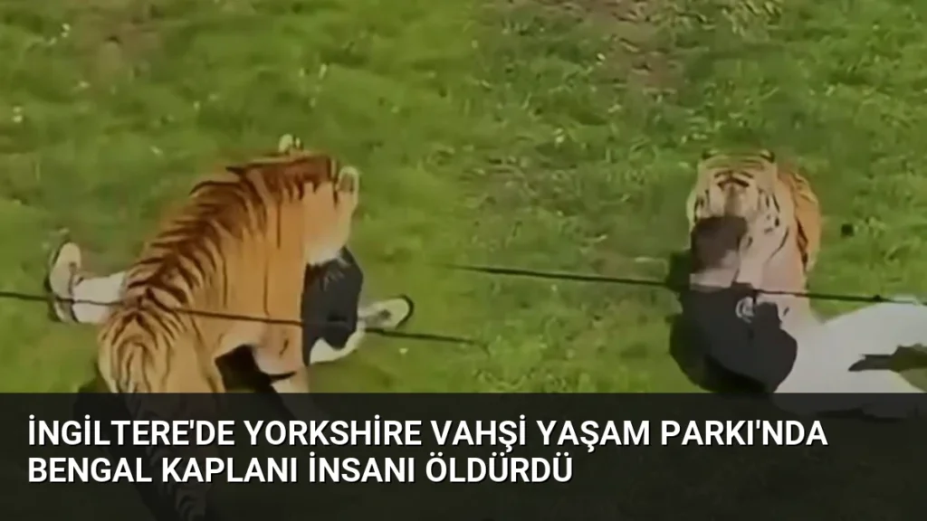 İngiltere’de Yorkshire Vahşi Yaşam Parkı’nda Bengal Kaplanı İnsanı Öldürdü